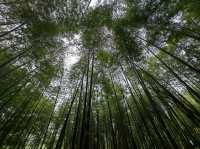 廣州溜娃玩水最美地！！廣州從化石門森林公園