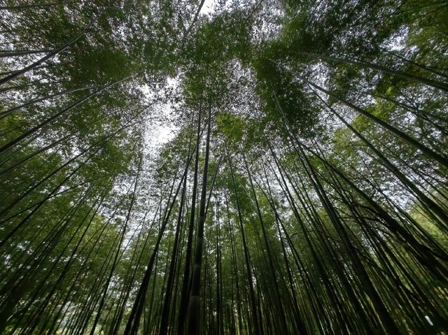 廣州溜娃玩水最美地！！廣州從化石門森林公園