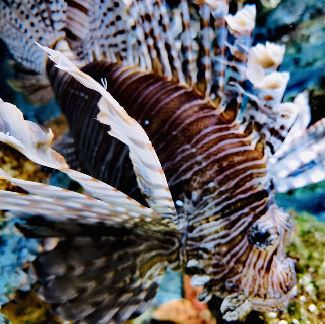 打卡深圳觀瀾海洋世界