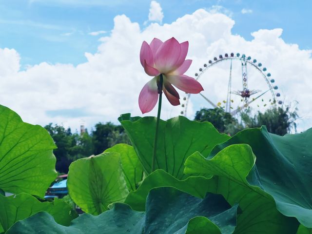 夏日荷塘盛景：賞一池荷花，享一份悠然心境