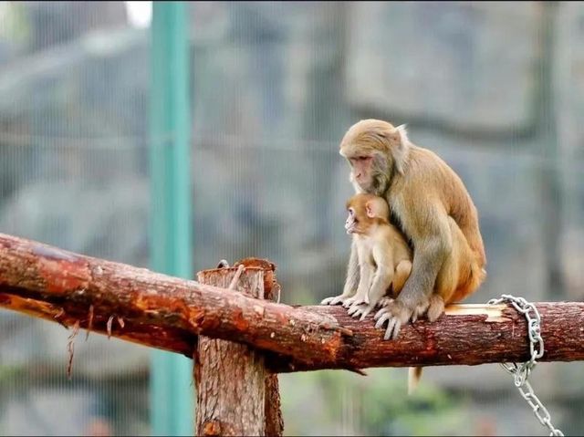 蘭州野生動物園旅遊攻略 🐒✨ 探秘自然，親近萌寵的絕佳去處！