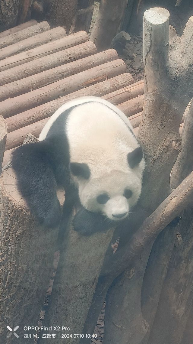 成都大熊貓繁育基地