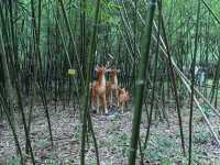 竹林水鄉西張趕
