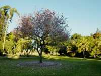 Beautiful City Botanic Gardens Brisbane 🌺🌳