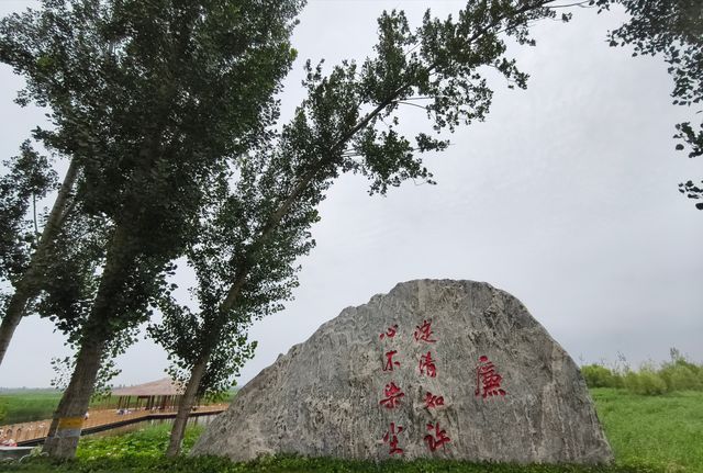 白洋淀十里長廊（河北省保定市，5A級景區）。