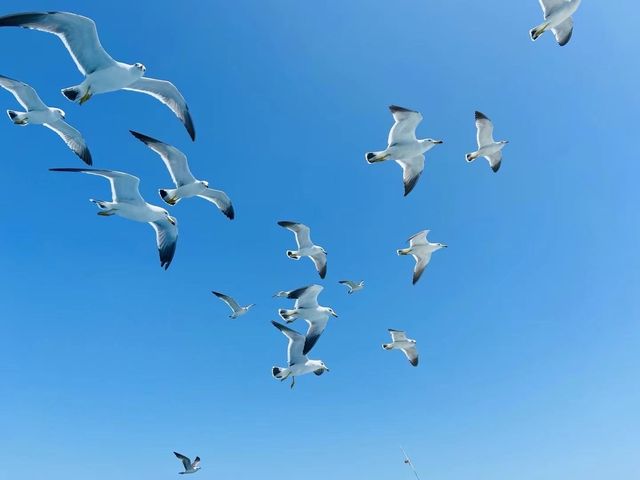 海驴島旅遊指南如何拍出大片級照片？