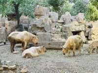 夜遊上海野生動物園