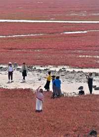 中國最北海岸線旁的「紅色海灘」。