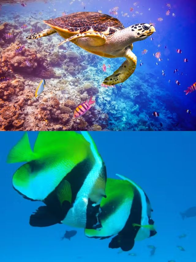 呼盧馬累海洋大酒店：夢幻海島，盡享奢華度假體驗。