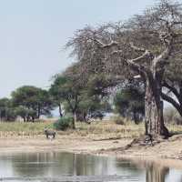 Tarangire national park wildlife 