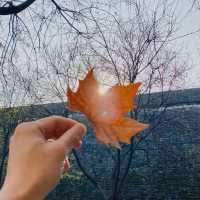 西安賞秋攻略：秋日的浪漫與美麗 。
