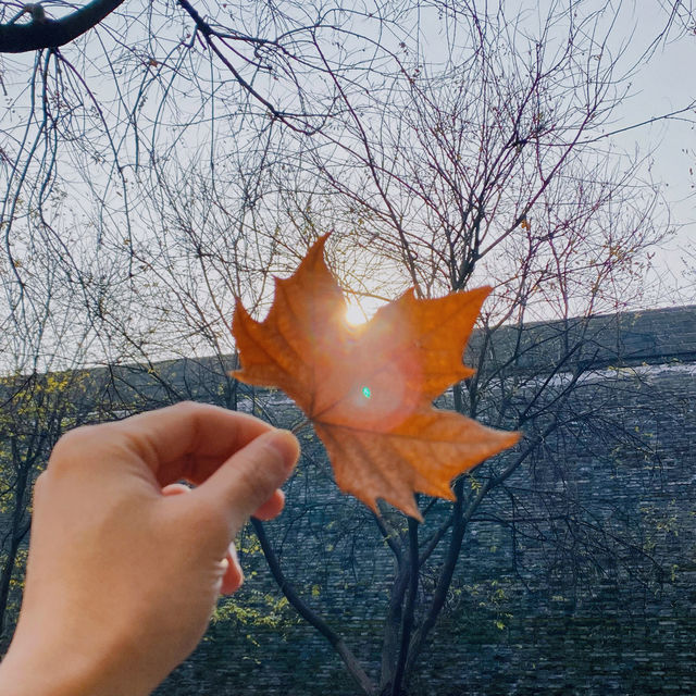 西安賞秋攻略：秋日的浪漫與美麗 。