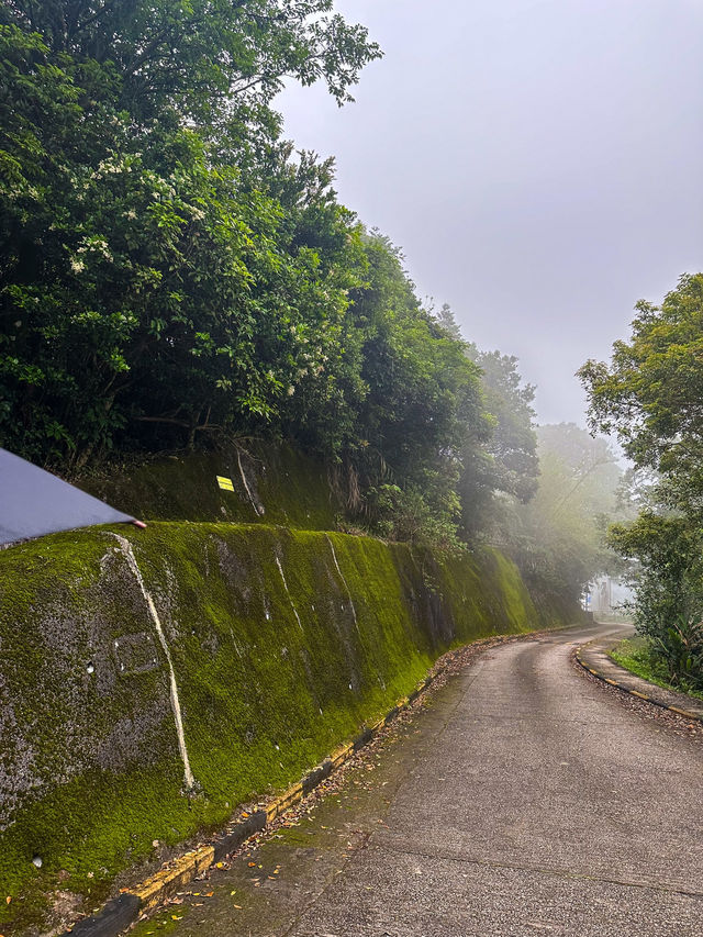 A Rainy Day at Victoria Peak Garden