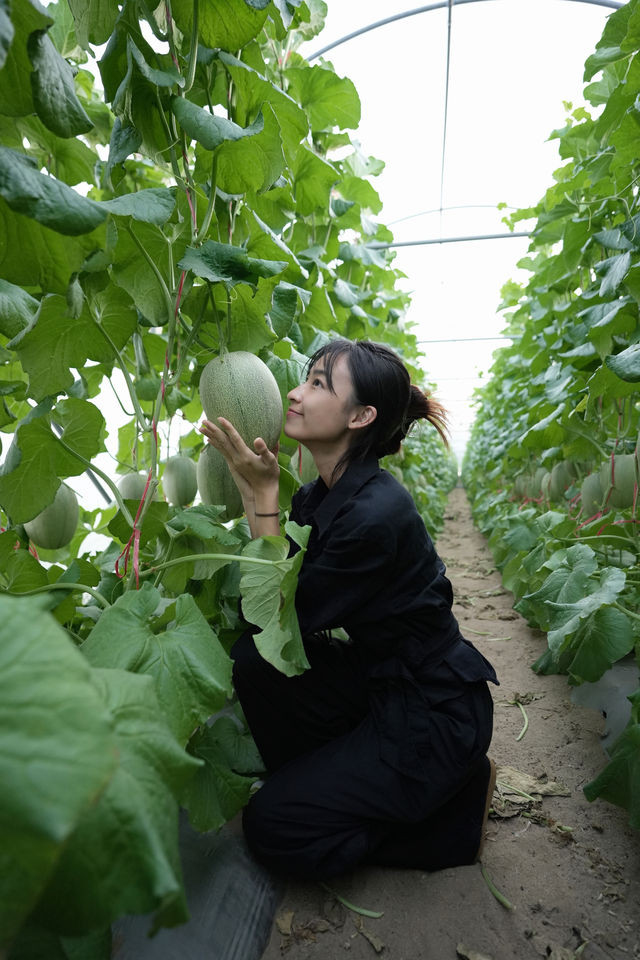 樂東小眾旅行目的地｜佛羅鎮蜜瓜。