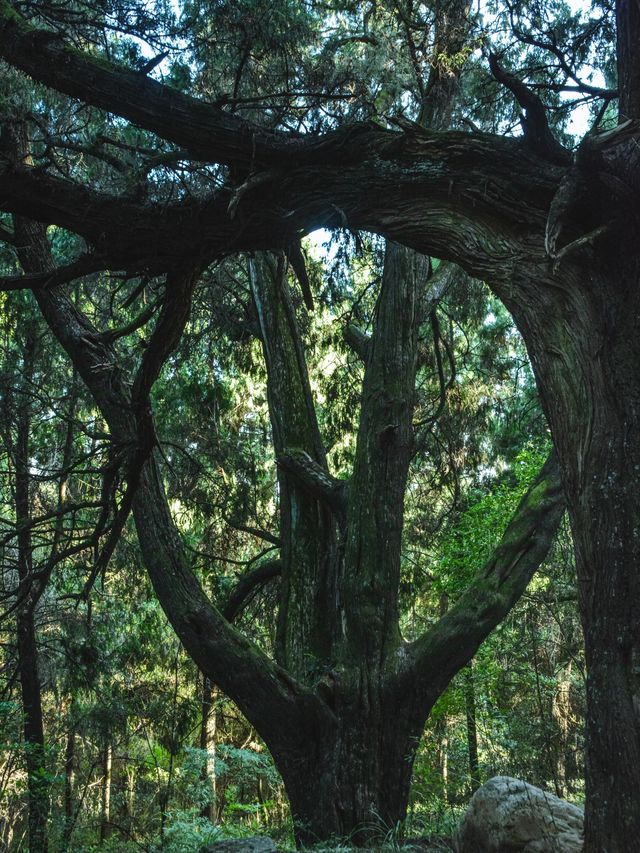 這一面，等待了千年的光景。