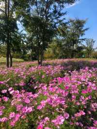不是共青，另一個「莫奈花園」來襲！。