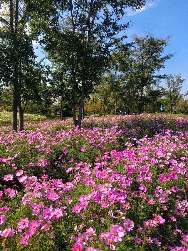 不是共青，另一個「莫奈花園」來襲！。