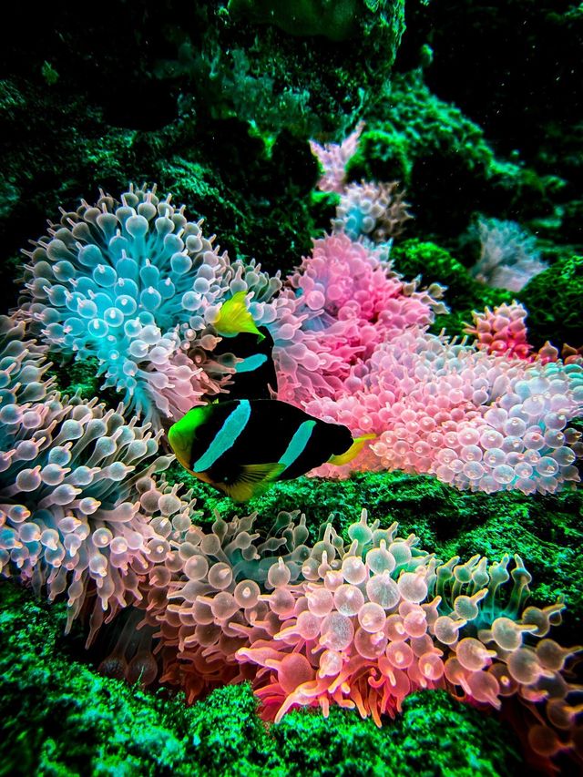 馬爾代夫 艾拉胡島浮潛天堂。
