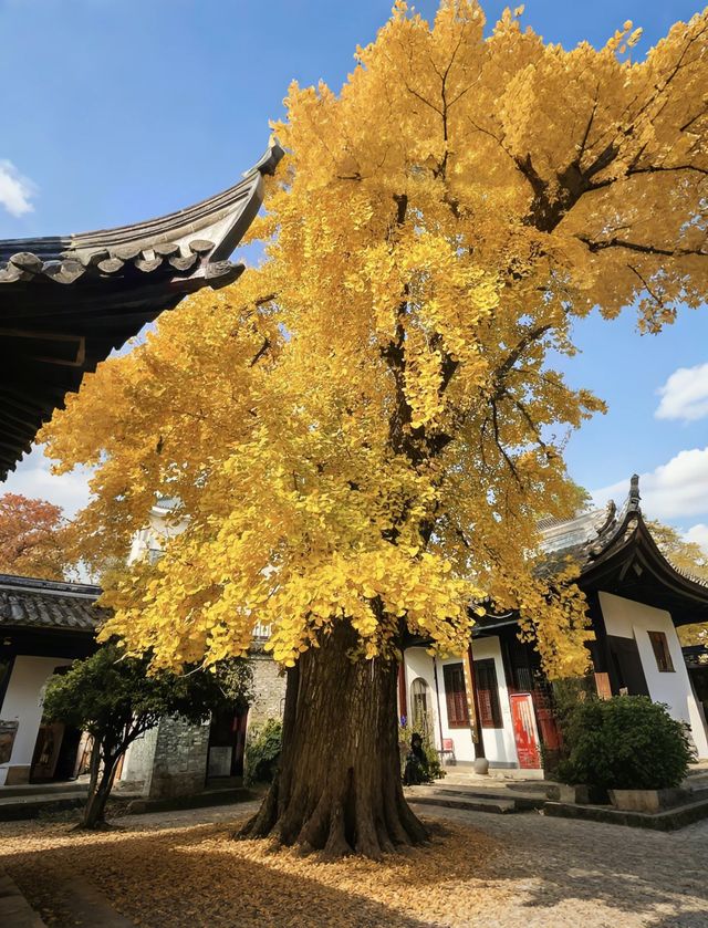 【必去！揚州秋色絕美到窒息！保姆級賞秋秘笈】。