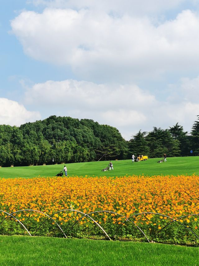 20度深秋的世紀公園美景。