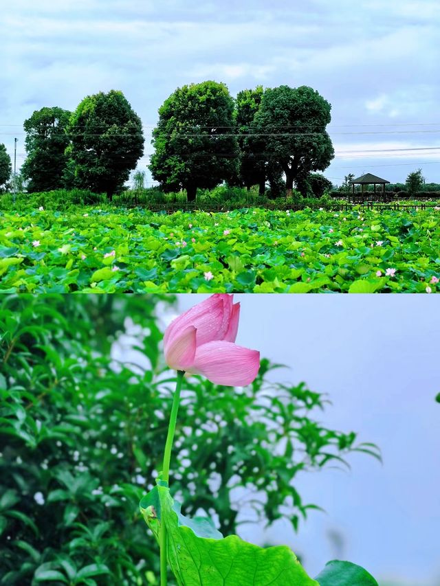荷花博覽園綻放盛夏之美，驚艷你的朋友圈。