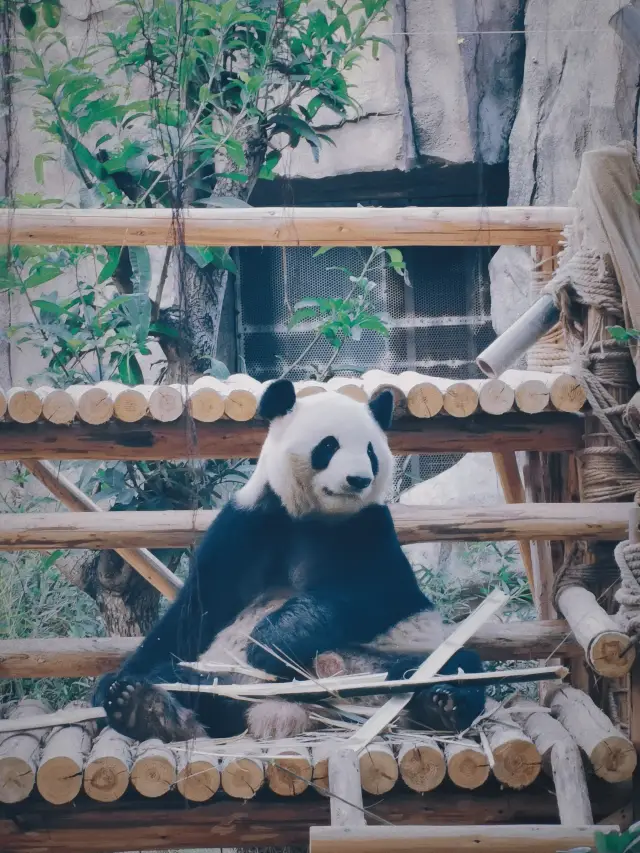 在廈門靈玲馬戲城不用擠破腦袋也能看大熊貓。