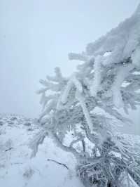 西安秦嶺東梁|雪後的東梁，如她的名字一樣別緻。