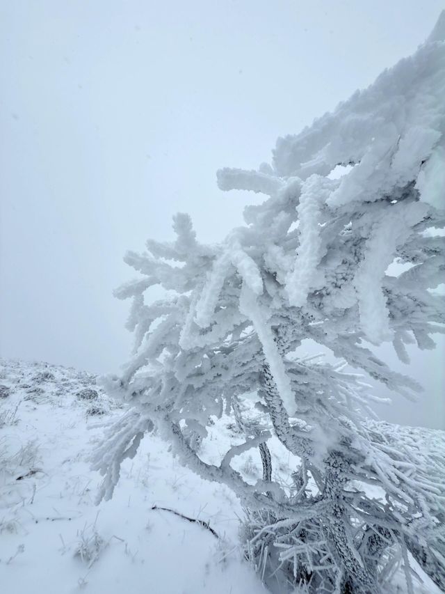 西安秦嶺東梁|雪後的東梁，如她的名字一樣別緻。