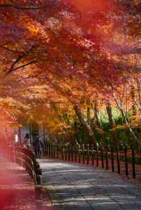 京都｜人少而至美，長岡京光明寺。