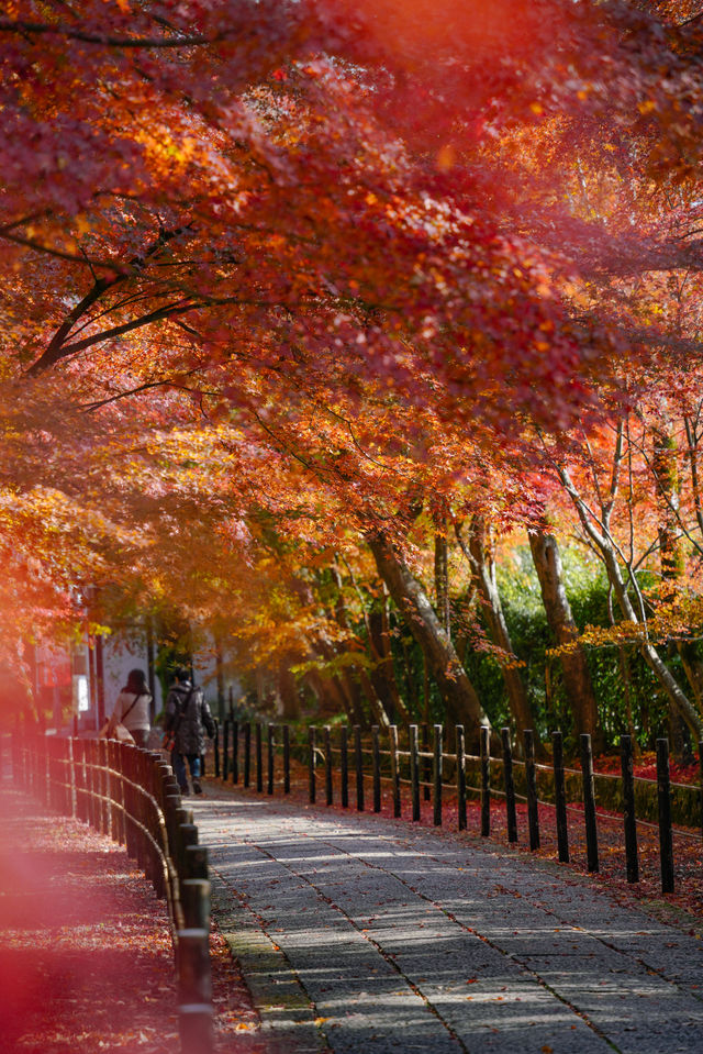 京都｜人少而至美，長岡京光明寺。