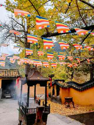 Ancient Ginkgo Promenadeのおすすめ秋の風景2026年（1月更新）| Trip