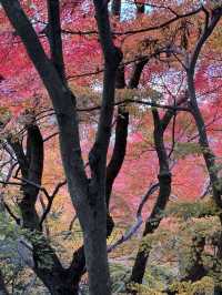 京都｜清水寺紅葉瀑布 風光無限