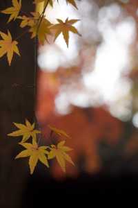 魔都覓秋|去秋霞圃感受秋色紅楓天花板