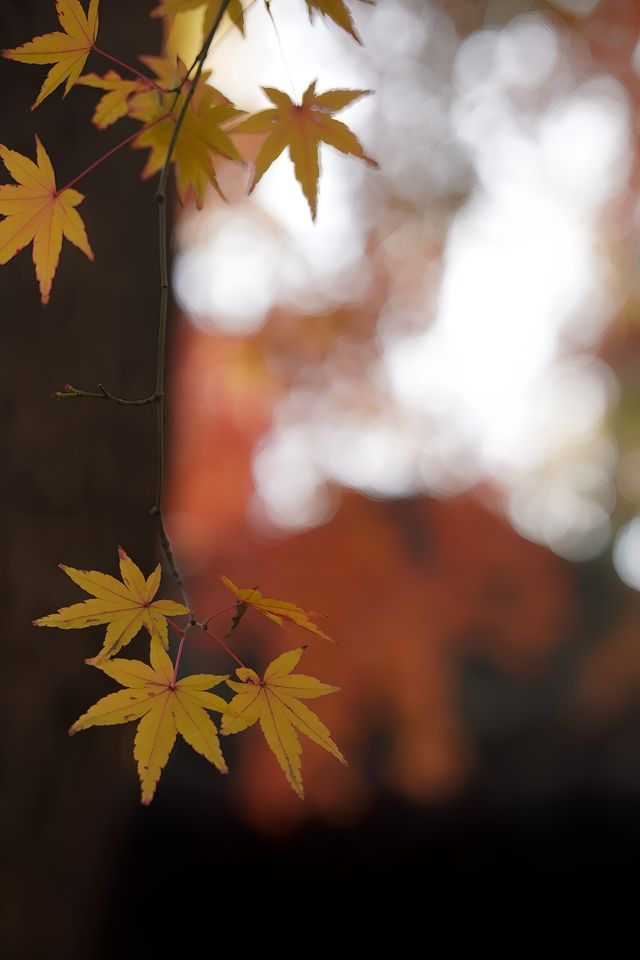 魔都覓秋|去秋霞圃感受秋色紅楓天花板