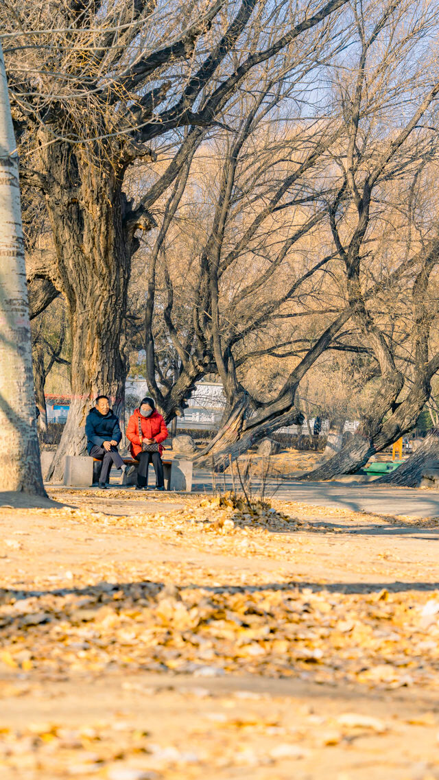 呼和浩特的青城公園冬天，美如畫卷般（附攻略）