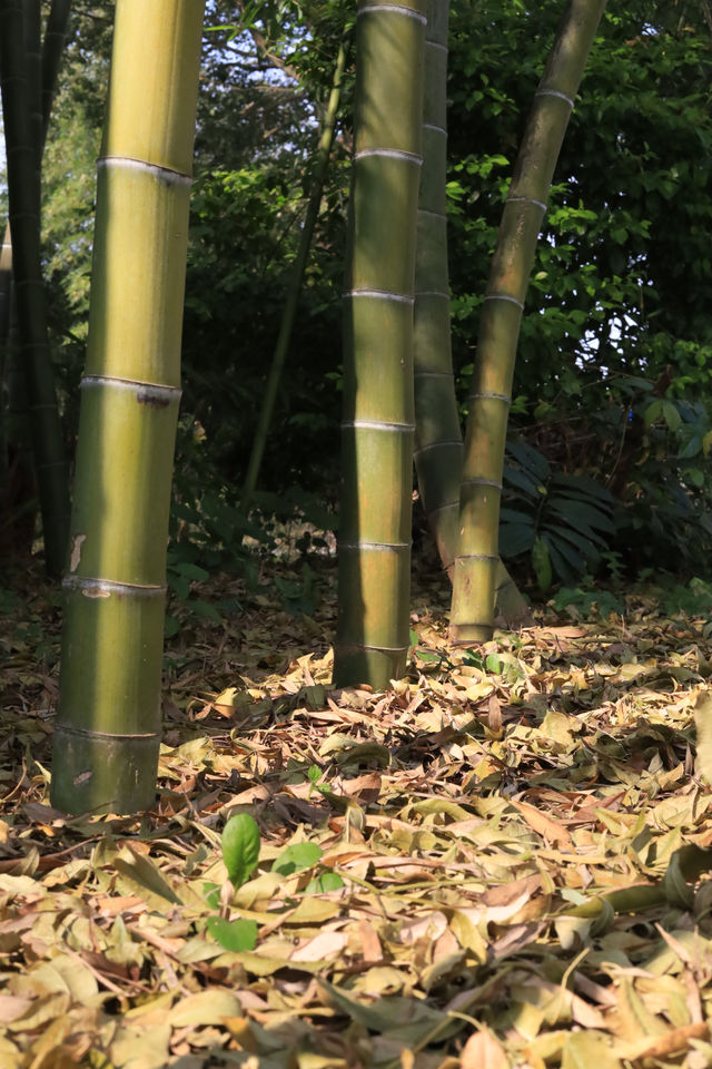 東江湖｜超治癒身心花園庭院複式民宿