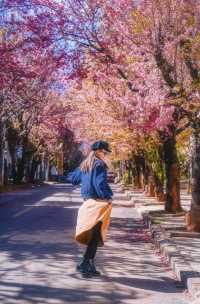 大理冬櫻正當時，都給我去這條路拍！