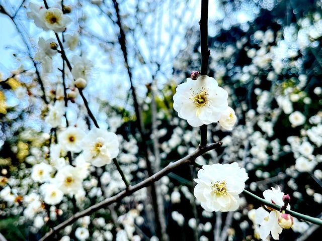 晴日，再訪梅花谷
