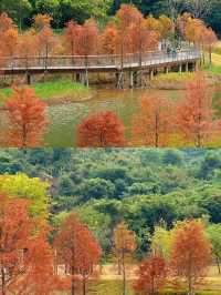 深圳坪山可以看落羽杉新開的免費公園 live