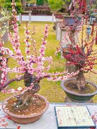 2.14實拍︳古漪園的梅花已經開了！可以衝！