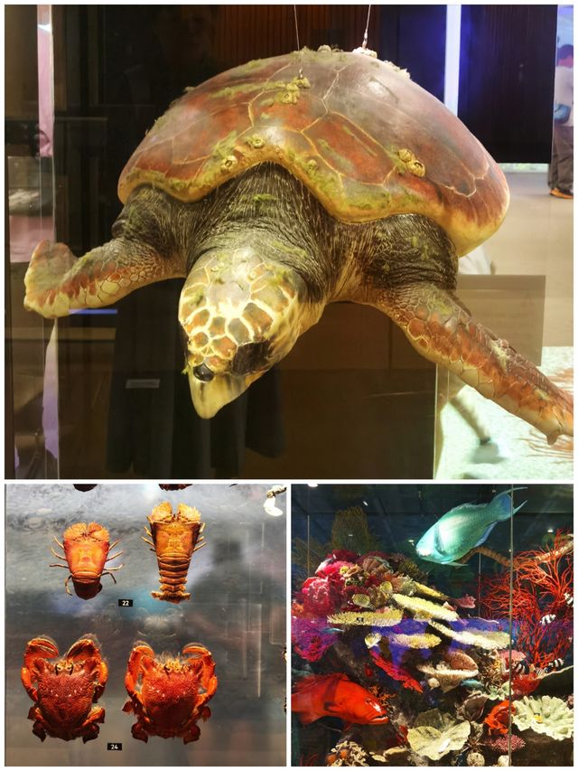 昆士蘭博物館  布里斯本必打卡文化地標