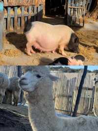 來瀋陽怎麼能錯過超有趣的瀋陽森林動物園！奉上保姆級攻略