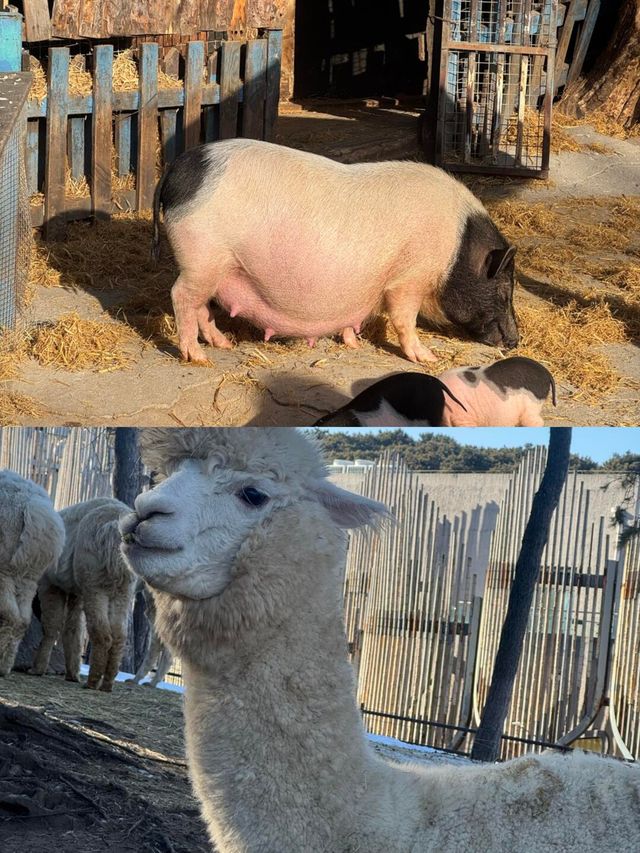 來瀋陽怎麼能錯過超有趣的瀋陽森林動物園！奉上保姆級攻略