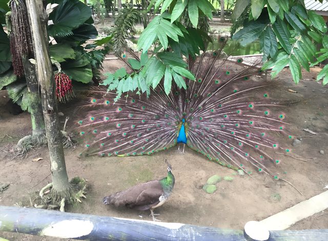 漫步納閩飛禽公園｜聆聽鳥兒的自然樂章
