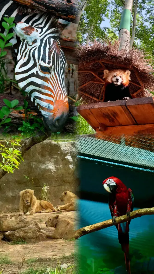 北京動物園半日遊必看動物