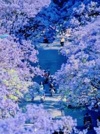 Jacaranda, the Purple Romance of Spring in Kunming!