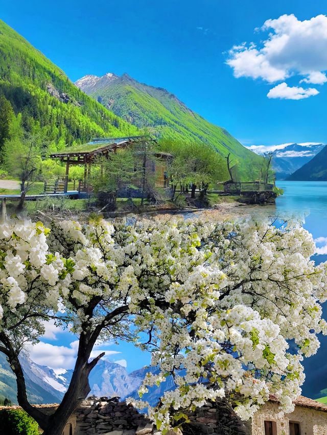接下來三月的金川梨花！是浪漫的白色花海！