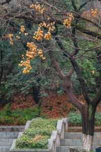 鎮江伯先公園