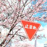 熱海櫻🌸 走進漫畫般的早春浪漫