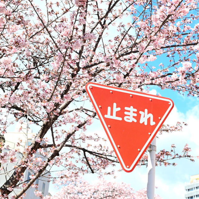 熱海櫻🌸 走進漫畫般的早春浪漫